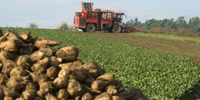 Suşehri ve Akıncılar`da Şeker Pancarı Alımları Başladı