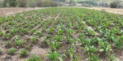 Kırklareli`nde Pancarın, Tarladan Sofraya Pekmez Yolculuğu