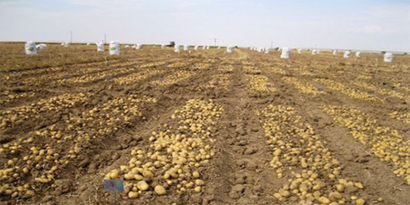 Patates Tarlaları, Ekmek Kapısı Oldu