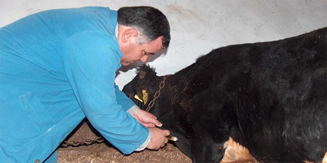 Beyşehir`de 22 Bin 500 Büyükbaş Hayvana Şap Aşısı