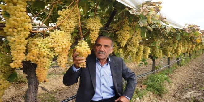 Sarıgöl Bağları Büyük Soğukhava Deposunu Andırıyor