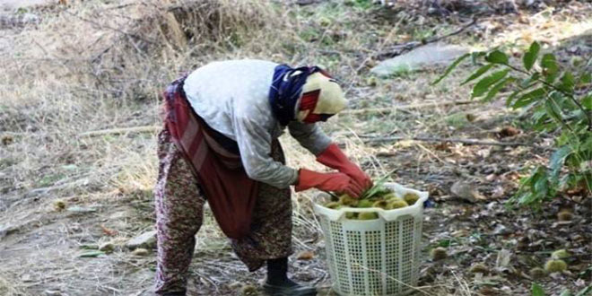 Sarıgöl`de Kestane Hasadına Başlandı