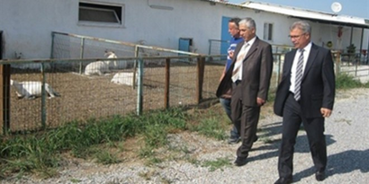 Saruhanlı`da Saanen Keçi Üreticiliği Gelişiyor