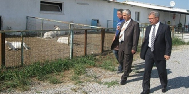 Saruhanlı`da Saanen Keçi Üreticiliği Gelişiyor