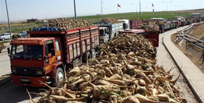 Hüyük`te Şeker Pancarı Üretimi Yüz Güldürdü