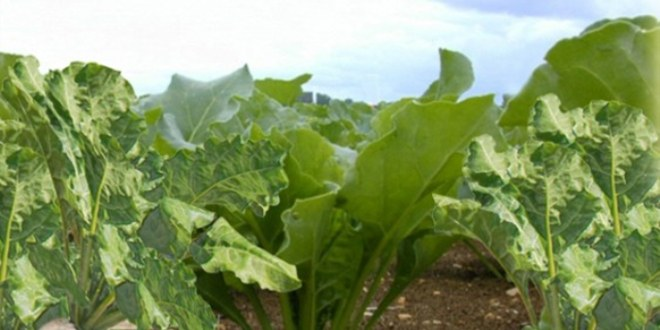 Şeker Pancarı Üreticileri Yağıştan Olumsuz Etkilendi