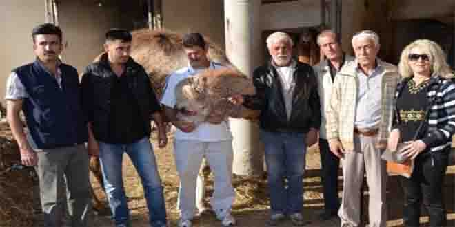 Selçuk`taki Deveciler İsyanda