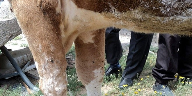 Mersin`de `Sığır Çiçeği Hastalığı`