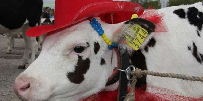 Sığırlar Güzellik Yarışması İçin Piste Çıktı