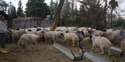 Sınırda Hayvan Kaçakçılığı