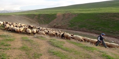 Muş`ta Sürü Yönetimi Kursu Açılacak
