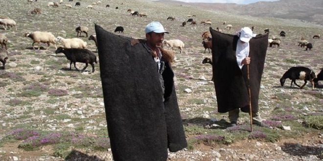 Sertifikalı Çoban İçin 5 Bin Lira Destek
