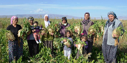 Tarladan Sofraya Şeker Pancarı