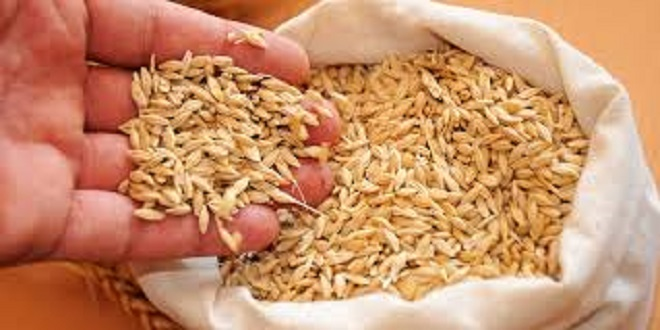 Türkiye 74 Ülkeye Sertifikalı Tohum Satıyor