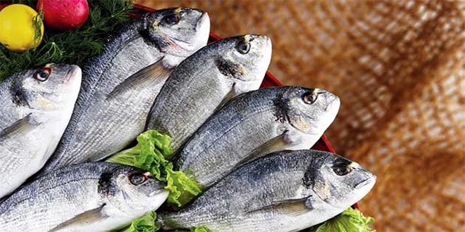 Fransızlar, Türk Balığına Fransız Kalmadı