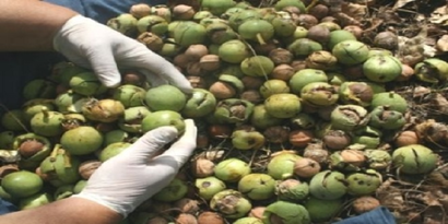 Türkiye`nin Ceviz Üretimini Artırma Çalışmaları