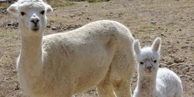 Türkiye`nin İlk Yavru Alpakası Doğdu