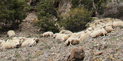 Yüksekova`da Uçurumdan Atlayan 230 Koyun Telef Oldu