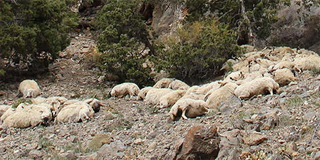 Yüksekova`da Uçurumdan Atlayan 230 Koyun Telef Oldu