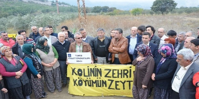 Yağmur Altında Zeytin Nöbeti