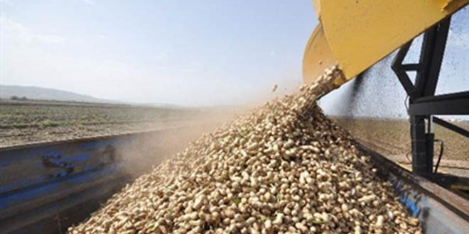 Yerfıstığında Verim Patlaması