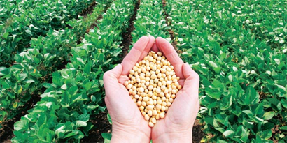 Yerli Tohum 145 Bin Tondan 743 Bin Tona Ulaştı