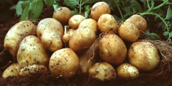 Ardahan`da Patates Hasadı Başladı