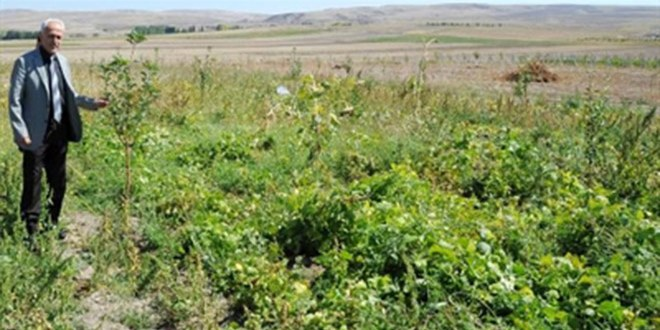 Yozgat`ta Alternatif Ürün Çeşitlendiriliyor