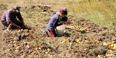 Yozgat`ta Sözleşmeli Patates Üretimi