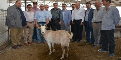 Yuntdağı Bölgesi, Küçükbaş Hayvancılıkla Kalkınacak