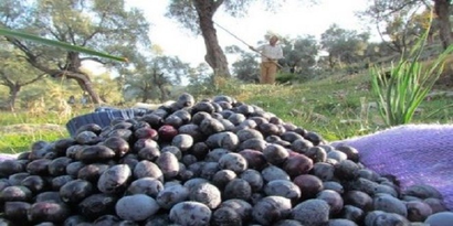 Sofralık zeytin ihracatı yüz güldürdü