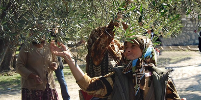 Zeytinde Büyük Kayıp