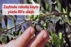 Zeytinde rekolte kaybı yüzde 80`e ulaştı