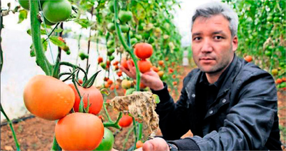 Bu domateslerde ilaç kullanılmadı