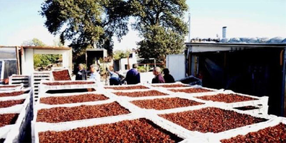 25 Saatte Üzümlerini Kuruttu