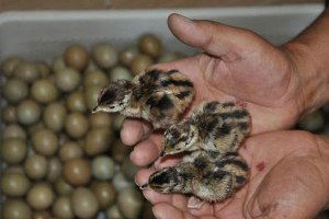 45 Yıldır Ürettikleri Sülünü Doğaya Bırakıyorlar