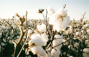 Antalya`da Pamuk Rekoltesi Düştü