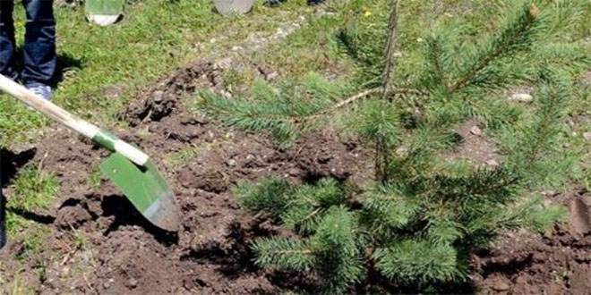 Adilcevaz`da Ağaçlandırma Çalışmaları