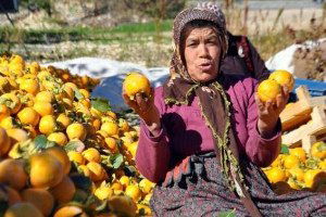Adıyaman Gölbaşı`nda Hurma Hasadı Başladı