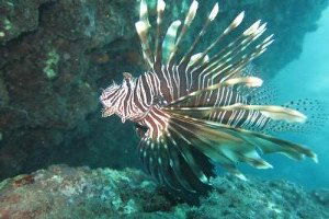 Akdeniz`deki Zehirli Balık Türleri Artıyor