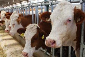 Aksaray`da Hayvancılığa Destek