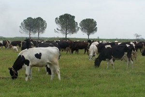 Aksaray`da Tarım ve Hayvancılık İçin 5 Yıllık Strateji Planı Hazırlandı