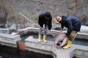 Hakkari`de Alabalığa Rağbet Arttı