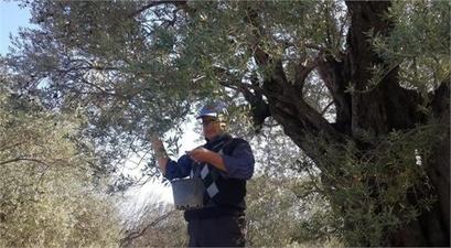 Kırkağaç Anıt Ağaçta Zeytin Bolluğu