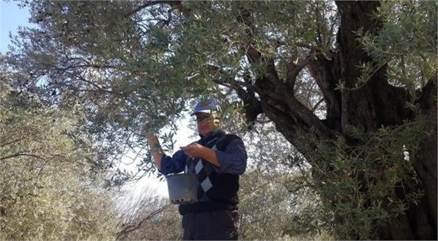 Kırkağaç Anıt Ağaçta Zeytin Bolluğu