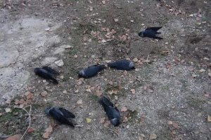 Elmadağ`da Dereden Su İçen Hayvanlar Zehirlenerek Telef Oldu