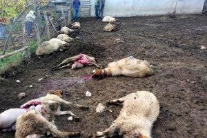 Antalya`da Ağıla Giren Kurtlar 13 Koyunu Telef Etti