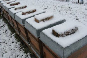 Arılarda Erken Kışlatma