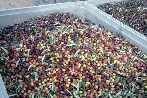 Gaziantep`te Zeytin Çalıştayı