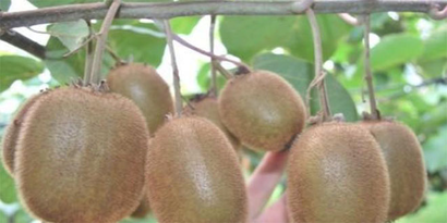 Karadeniz`de Sezonun İlk Kivileri Pazara İndi